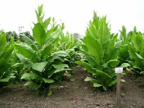 Živý plot z tabaku, priesady , semená. - 1