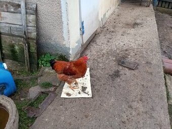 Predám kohutou