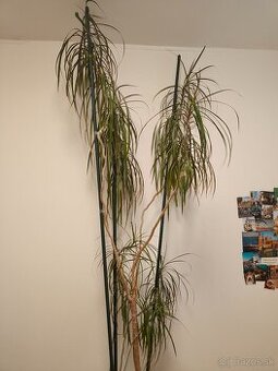 Predam krasnu vysoku Dracenu