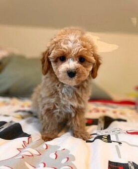 Pudel+ Maltese= Maltipoo girl