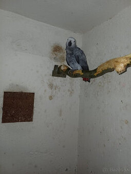 Predám samičku Žako kongo