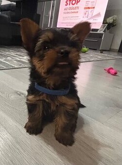 Yorkshirsky terier mini