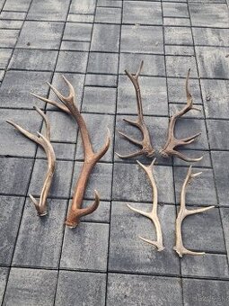 Zhody, parožie ,trofeje