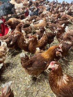 Kurčata ,mladky,nosnice