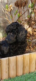 Pudel ( pudlik ) s PP