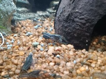 Mini rak cambarellus texanus