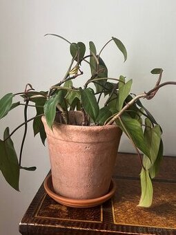 Kvetináč ZARA HOME + Philodendron