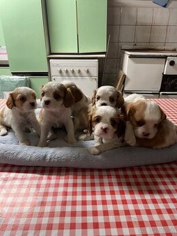 Kavalier King Charles Spaniel