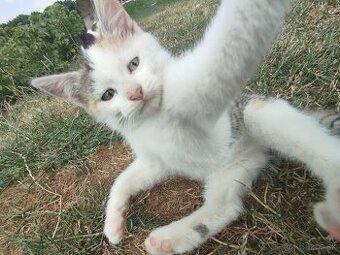 🐾 Darujem krásne mačiatka do dobrých rúk (2 mesačné) 🐾