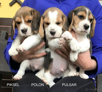 Bígel Beagle Bigl s PP FCI