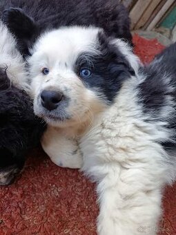 Dárujem za symbolickú cenu steniatka borderkolie