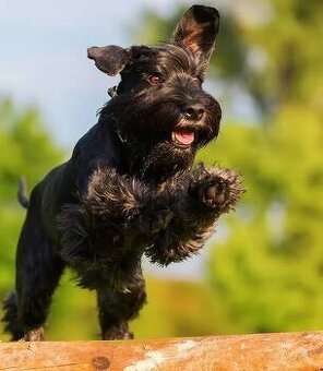 Kúpim psa bradáč stredný