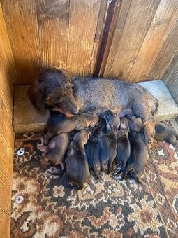 Jazvečík hrubosrstý s PP