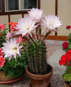 kaktusy - echinopsisy, ľaliovka