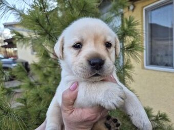 Labrador s PP