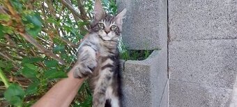 Mainska myvalia Mainne coon Mco