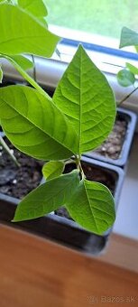 Anona trojlupienková-Anonna cherimoya