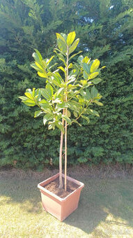 Predám Magnoliu Grandifloru .