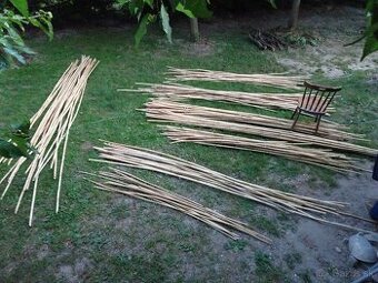 Predám stovky bambusov za symbolickú cenu rôznych dľžok
