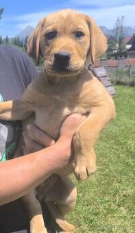 Šteniatka labradora