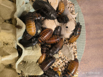 Šváb madagaskarský (Gromphadorhina portentosa)