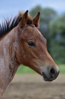 American Quarter horse kobylka