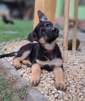 Nemecký ovčiak - šteniatka