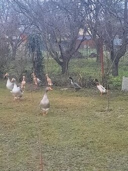 Indicky bezec,landenska hus