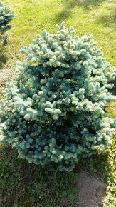 Smrek -  Picea Pungens - 1