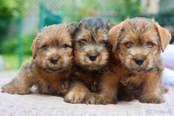 Norfolk terrier psik cierna s trieslovou : Oliver 10 tyzdnov
