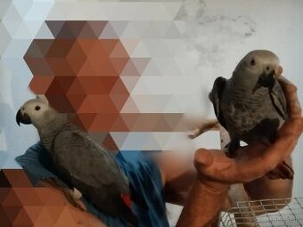 Na predaj – 2x samec Žako Kongo s DNA testom a CITES