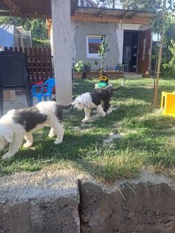 Bobtail - 1