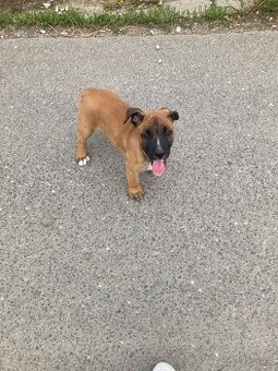 American Bully XL x Malinois