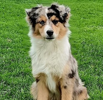 Miniaturní americký ovčák s PP FCI