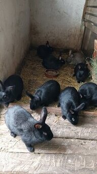 Králiky do chovu - 1