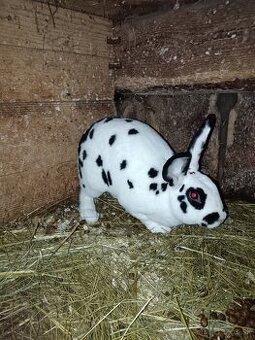 Rex Dalmatinský strakač čierny