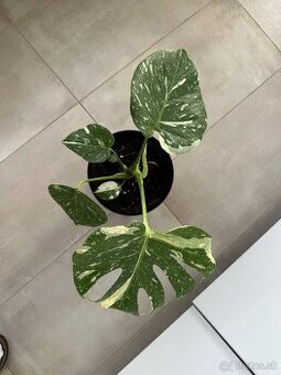 Monstera albo