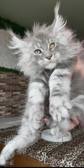 maciatka mainska myvalia maine coon