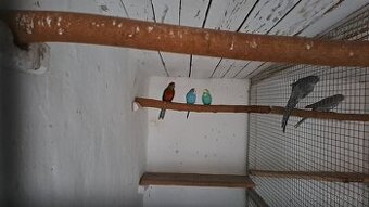 Rozela žltolíca – prírodná