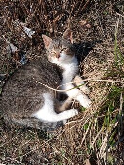 Darujem mladého kocurika .