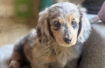 Šteniatka jazvečíka na adopciu.