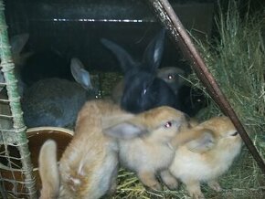 Mladé králiky na výkrm.