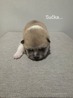 Akita Inu