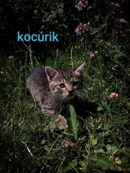 Darujem mačiatka