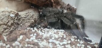 Psalmopoeus irminia