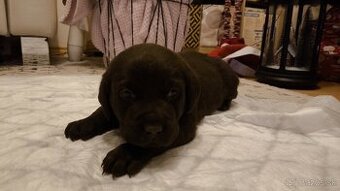 Šteniatka Labrador čokoládový