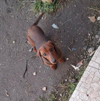 Jazvečík krátkosrstý