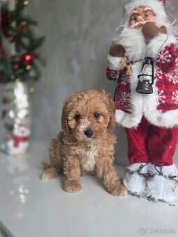 Cavapoo