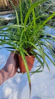 Stálezelená tráva - Carex IRISH GREEN