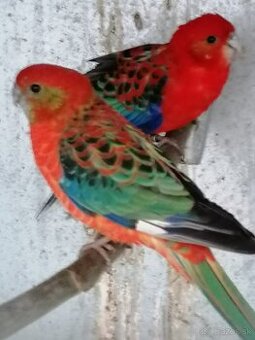 Kupim rozela žltolica samica